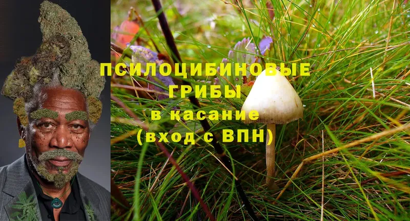 Псилоцибиновые грибы Psilocybine cubensis Дудинка